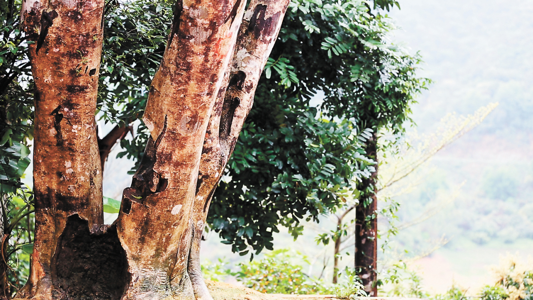 倪明-千年母树1-FZ102811733683