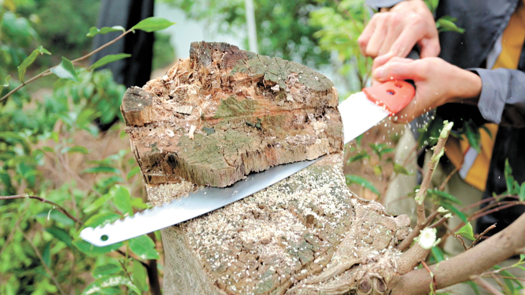 倪明-5莞香制作技艺-采香-FZ102811734250