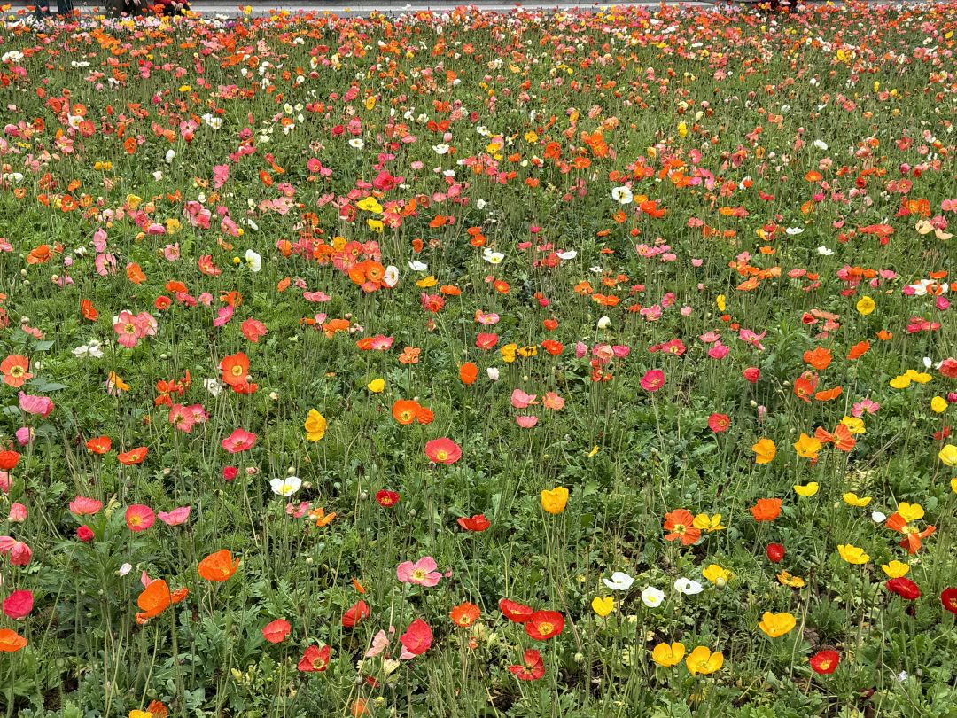 65f41a38e4b054c0cfe29462