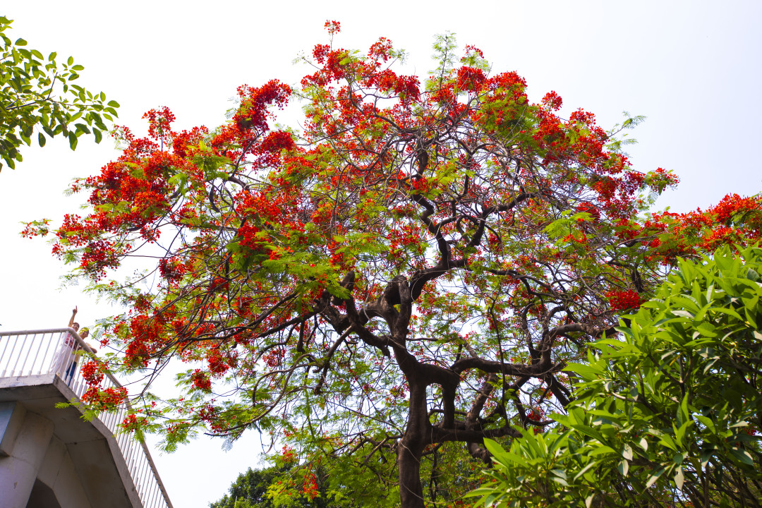 苏俊杰-JASO803320240516-NEP1_20240516_C00411987573