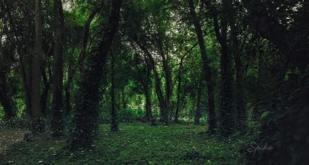 ©自然折叠_220509-华南植物园_黄宽缘萤_堆栈_DeNoise (3) - 复件(1).jpg 图片