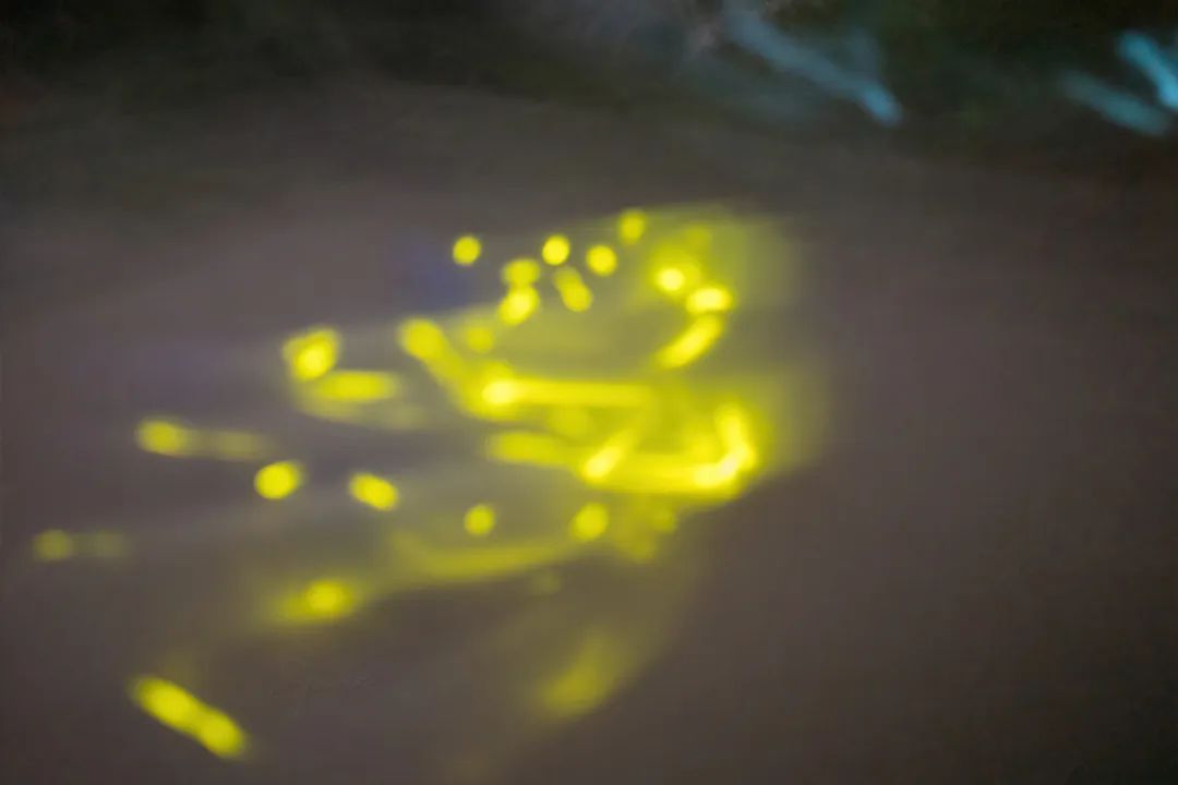 ©自然折叠_230407_华南植物园_R0020802_DeNoise 图片