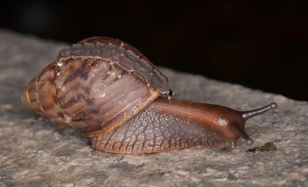 ©吴嘉杰_金边窗萤幼虫正在吃一只蜗牛 图片