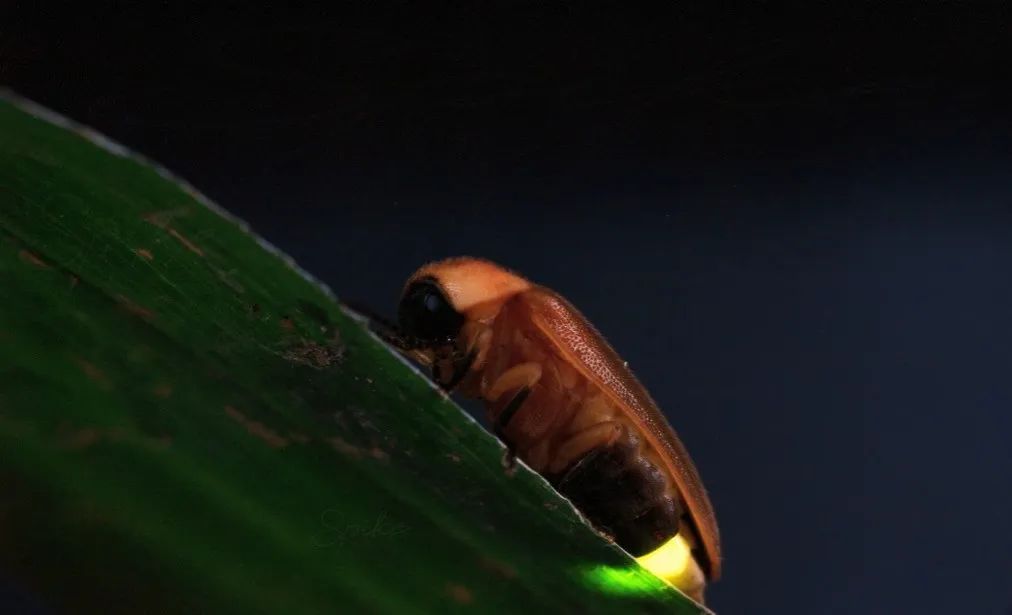 ©自然折叠_230513_华南植物园_雷氏萤_IMG_1277_DeNoise - 复件(1).jpg 图片