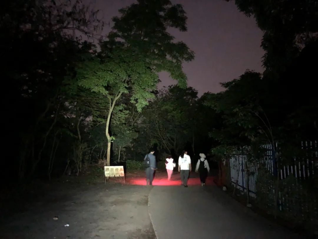 在夜色中点着红光手电筒寻找萤火虫的一行人 图片