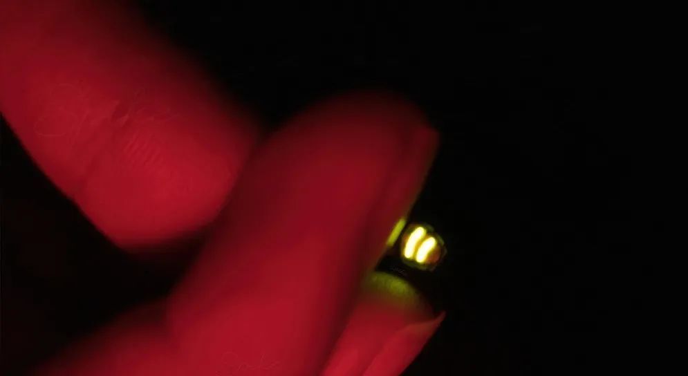 ©自然折叠_230407_华南植物园_金边窗萤_R0020794_DeNoise 图片