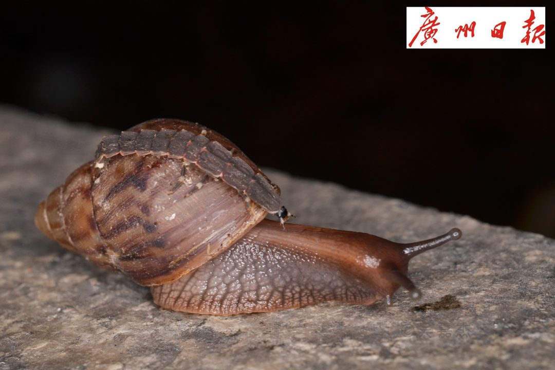 ©吴嘉杰_金边窗萤幼虫正在吃一只蜗牛