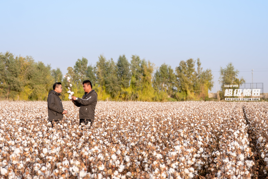 极飞科技位于新疆的“超级棉田”(受访者供图)