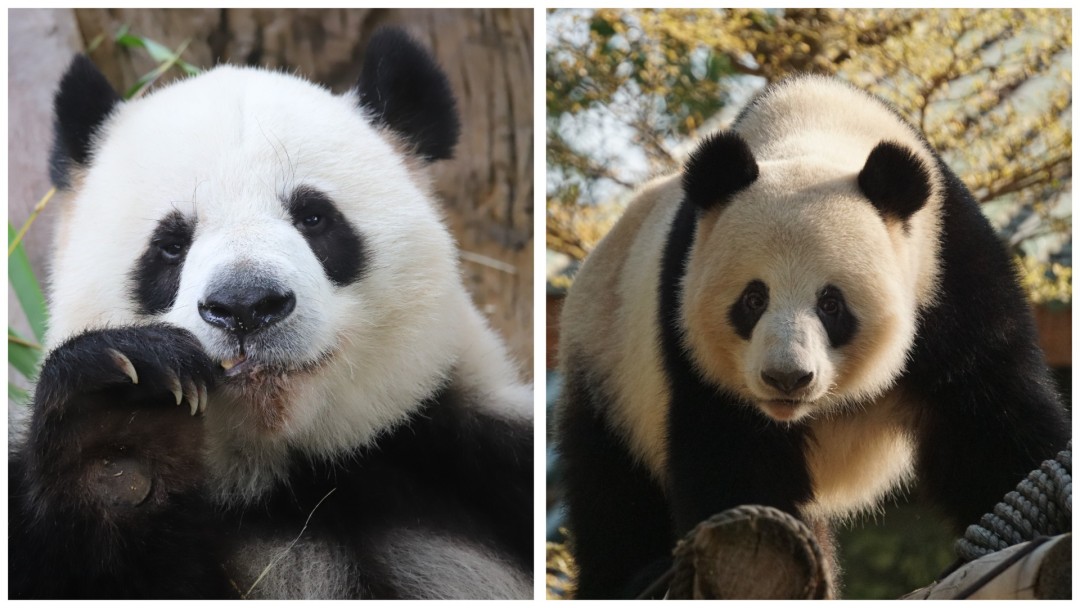 稿定设计导出-20240603-215614