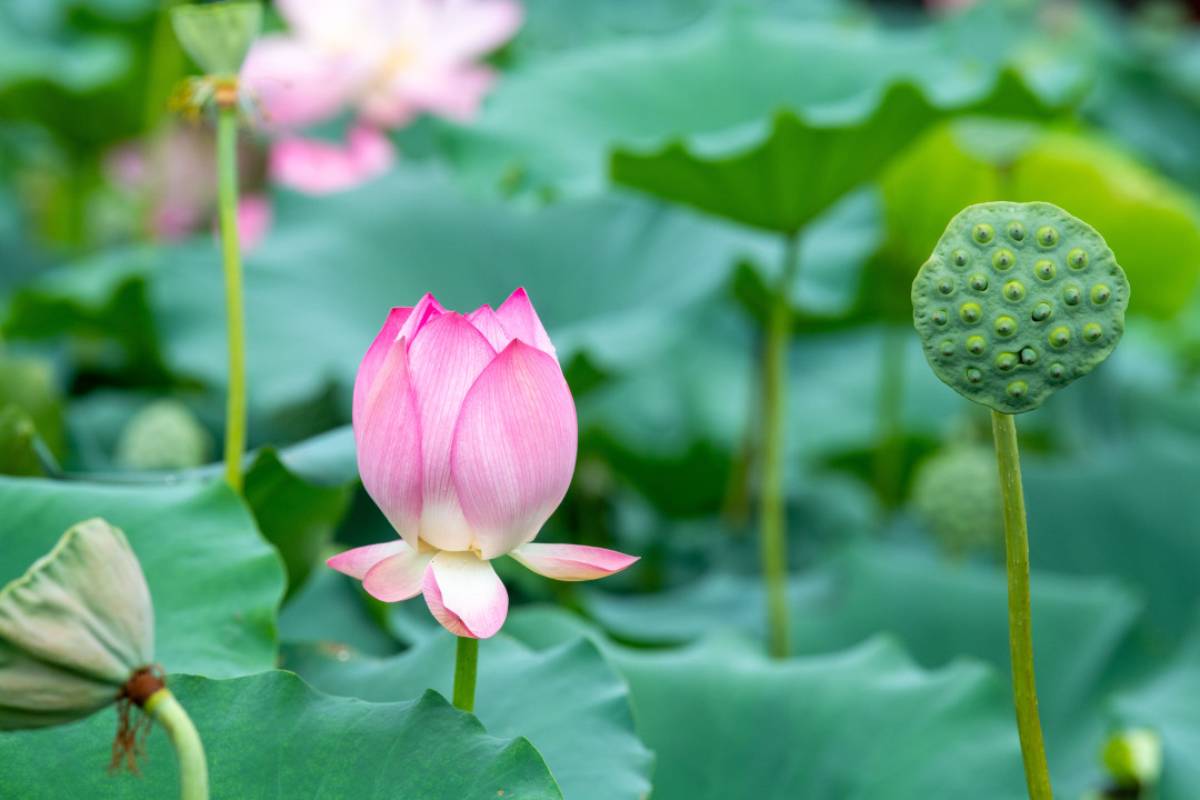 李波-DSC_0212-NEP1_20230619_C00210341677