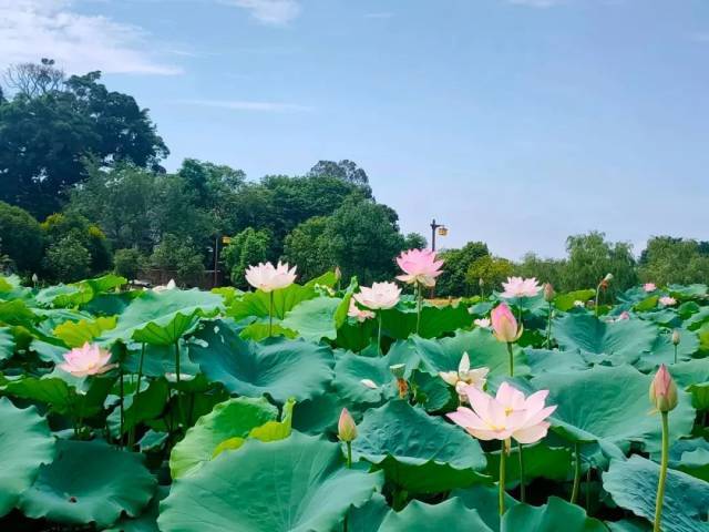 珠玑古巷的荷花已经盛开。 珠玑古巷的荷花已经盛开。
