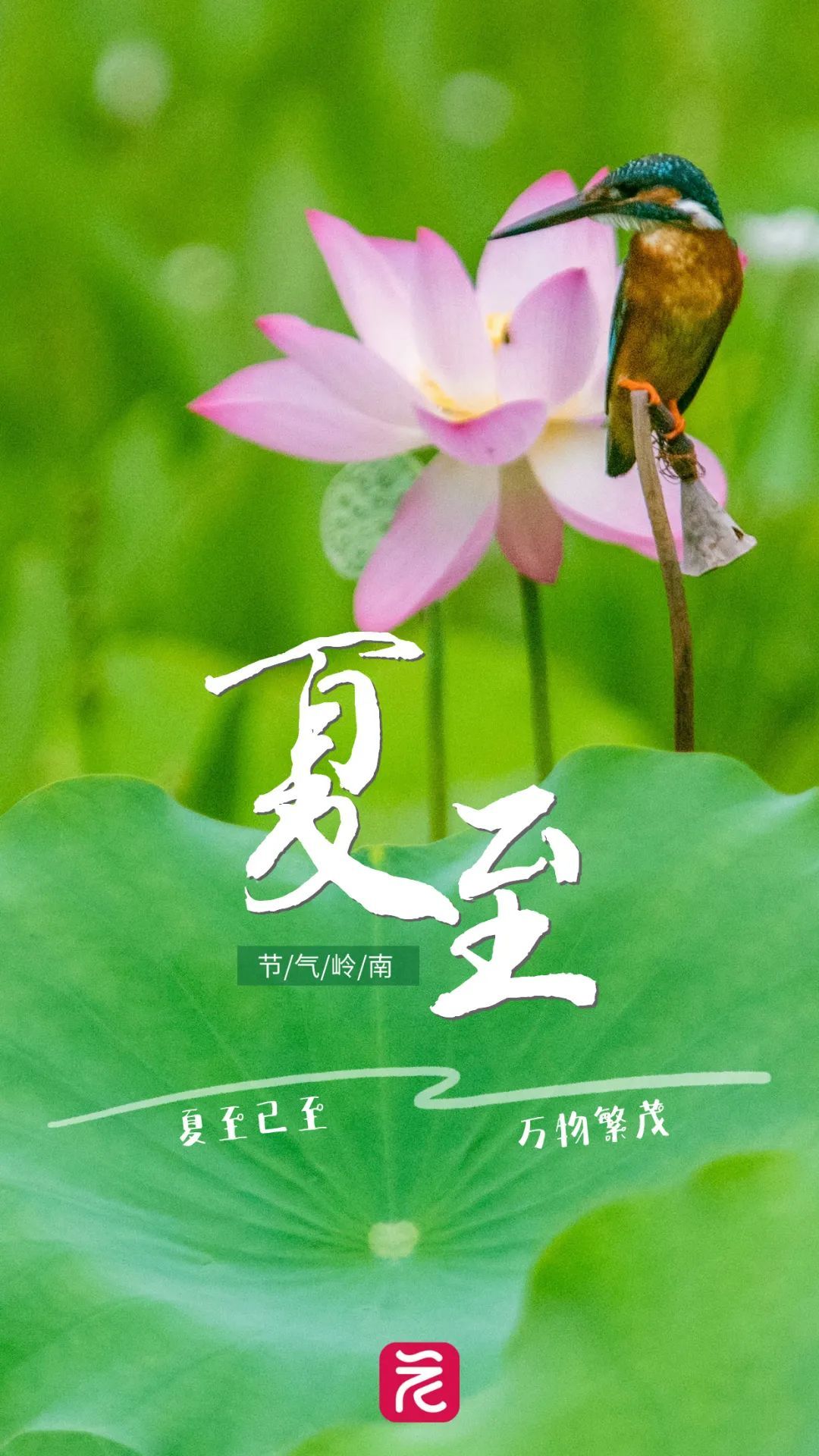 228年来最早夏至来了！广东人的“正气果”正大量上市，“可盐可甜”