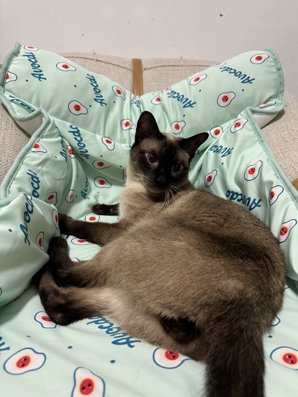 小猫在冰丝垫上休息。_副本