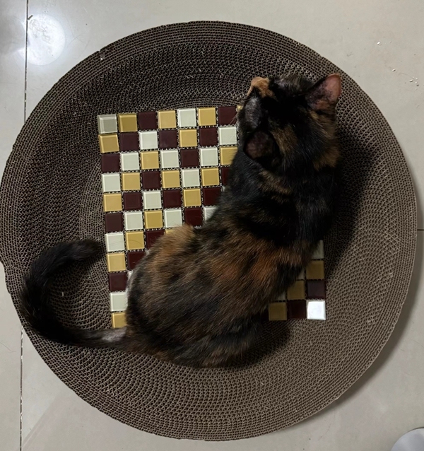 小猫在放有麻将凉席的猫窝里休息。_副本