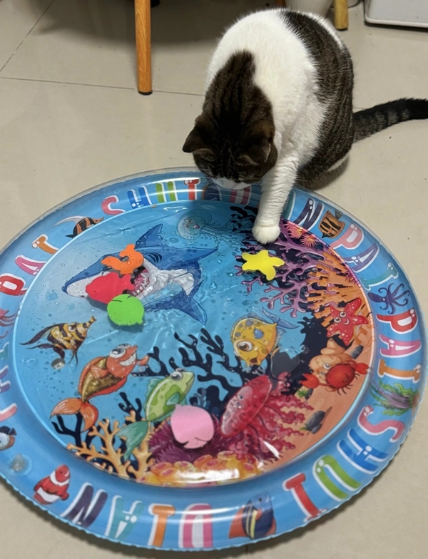 小猫在水床上体验捕捉“小鱼”的乐趣_副本