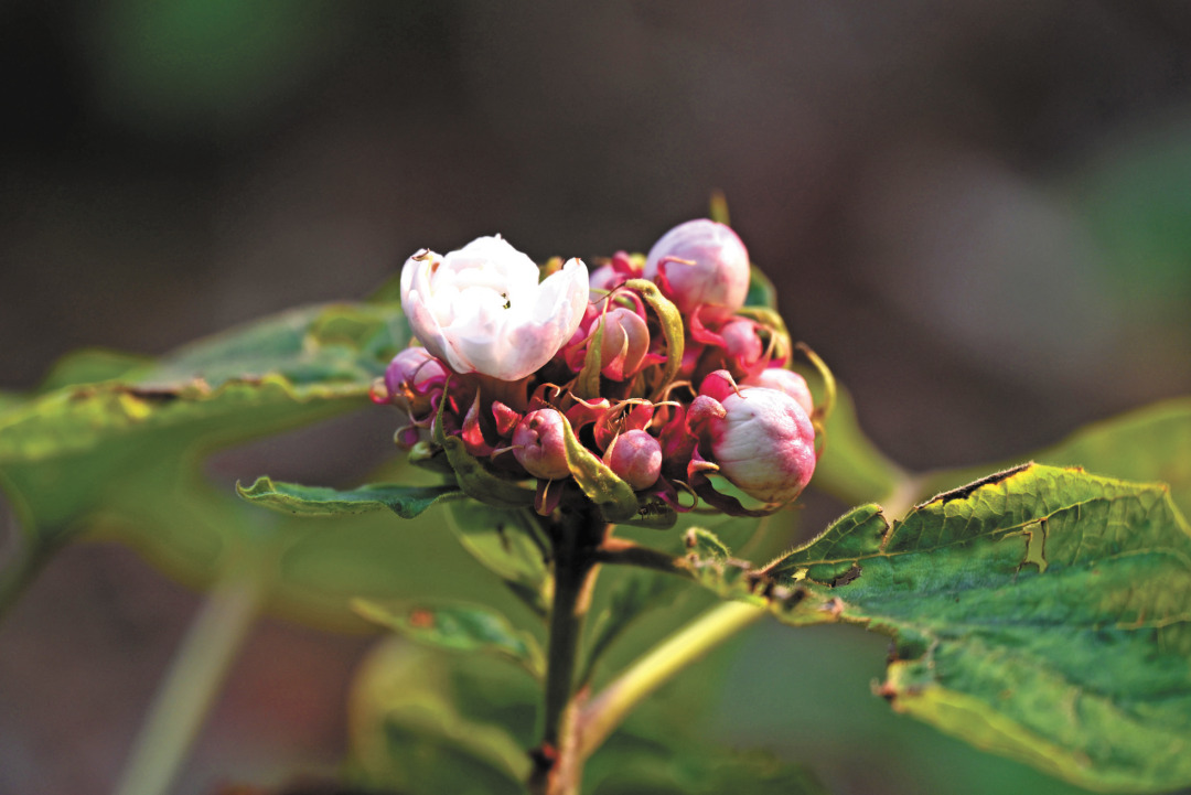骆昌威-臭茉莉_Clerodendrum chi-FZ102812314345