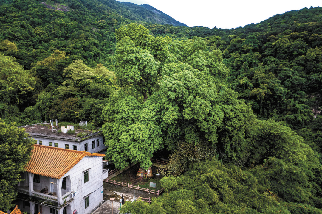 骆昌威-千年人面树+曾建青+1313833010-FZ102812314344
