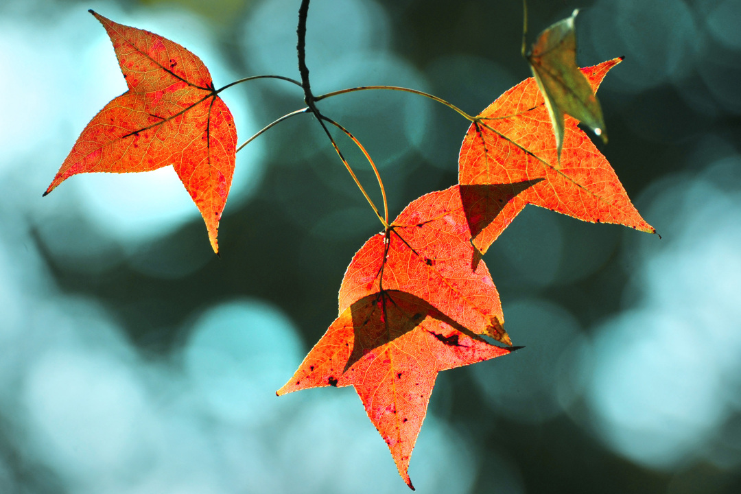 莫伟浓-超美!别错过广州冬日这抹醉人的红-FZ10023936984