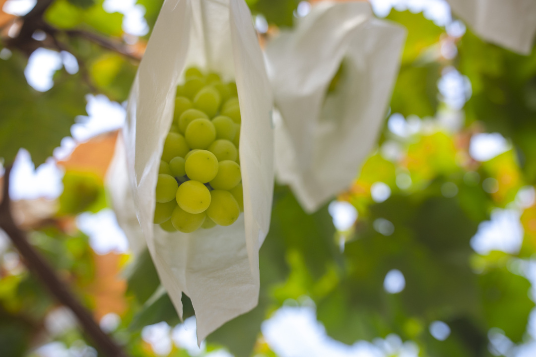 陈忧子-1B3A0099-FZ10028794802.jpg 陈忧子-1B3A0099-FZ10028794802.jpg