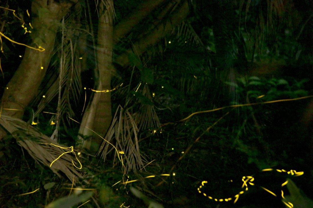 深圳一公园萤火虫飞舞1