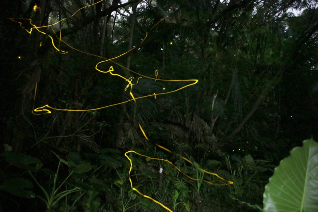 深圳一公园萤火虫飞舞3