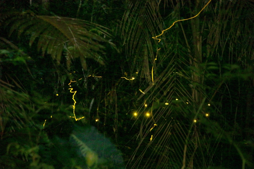 深圳一公园萤火虫飞舞2