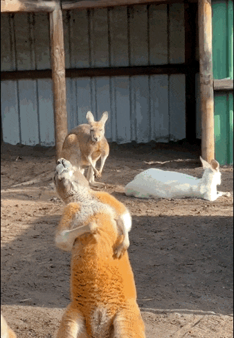 640 (11).gif 640 (11).gif