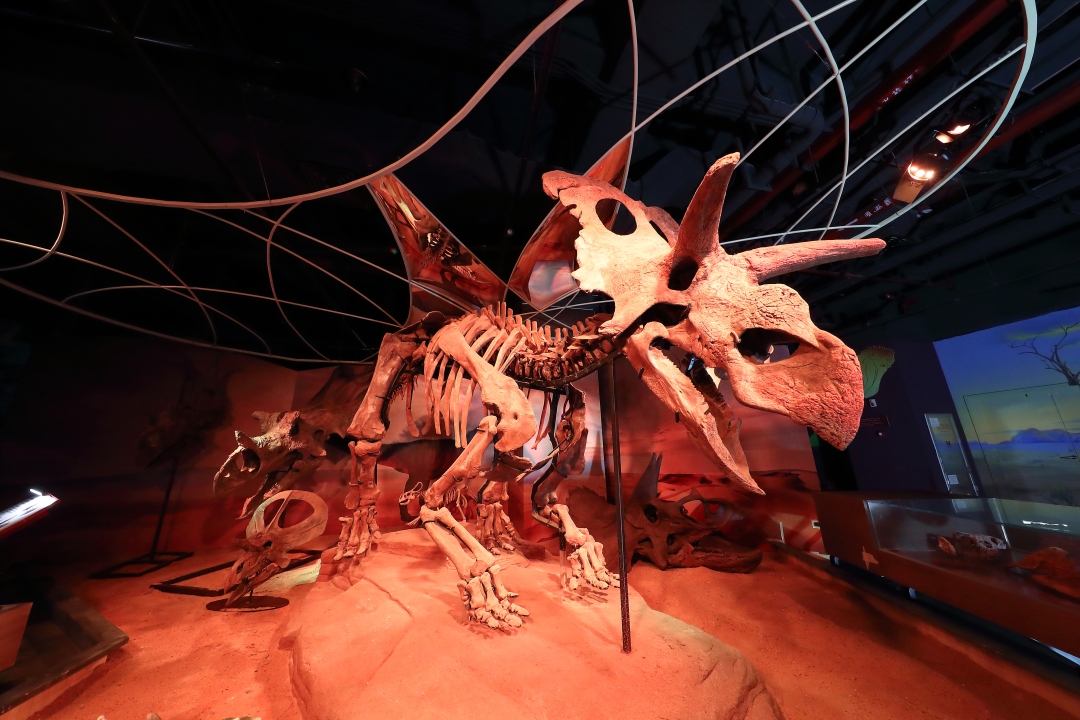 梅杜莎角龙化石原件