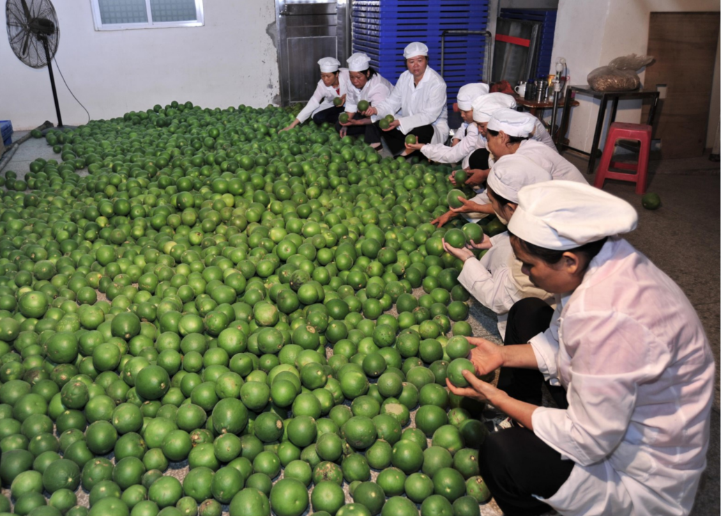 化州橘红丰收。