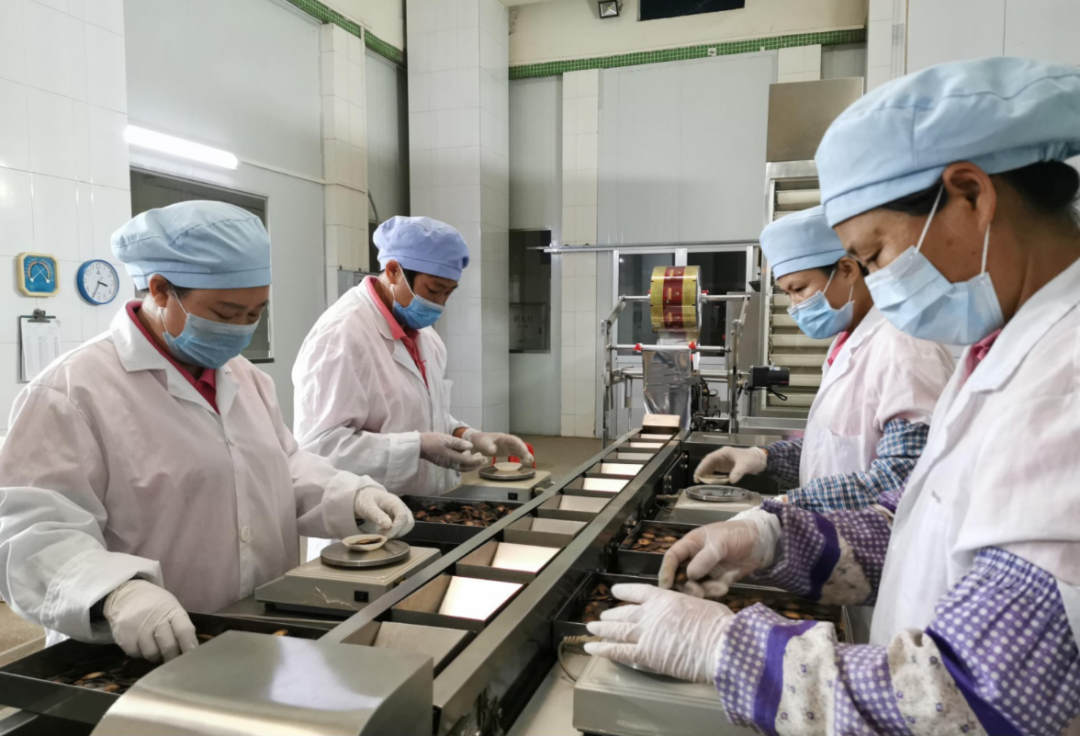 工作人员正在车间内加工化州橘红。