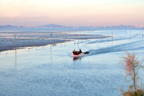 珠江出海口,咸淡水交汇。 谢丽梅 摄