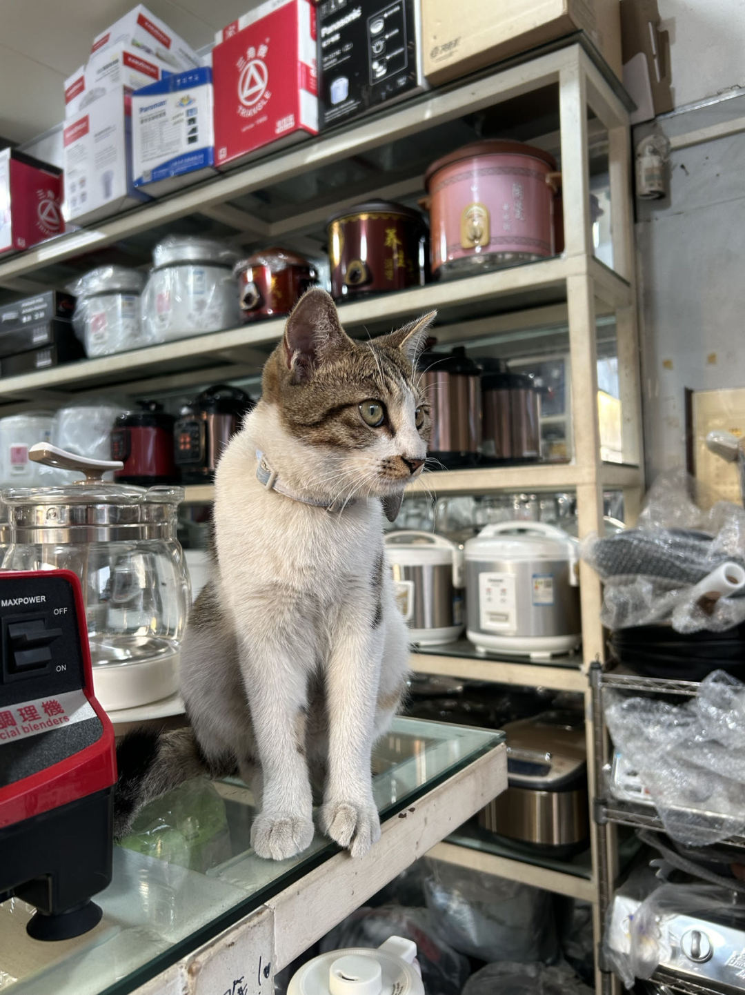 一只被收养的流浪猫正在“看店”