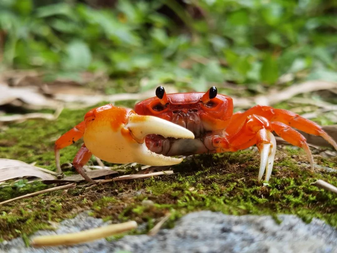 d66129d698042295c844742f1a5e54d