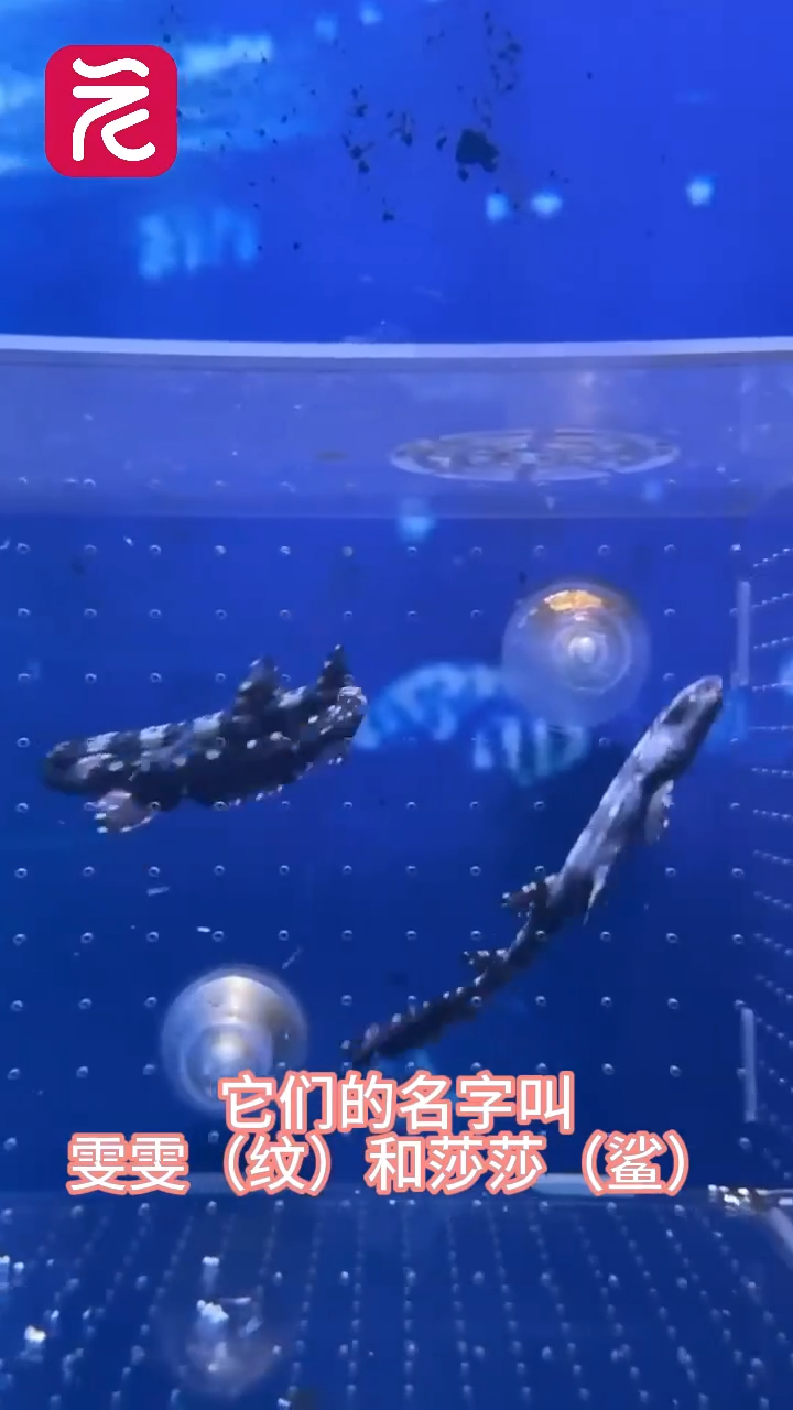 广州海洋馆迎来两只条纹斑竹鲨宝宝