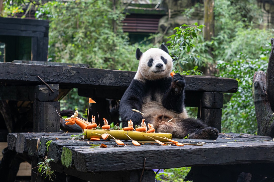 王维宣-为大熊猫制作的端午食物丰容龙舟,不仅为园-NEP1_20240607_C00212096558