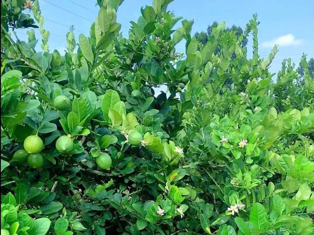 1729850600743033422.jpeg 1729850600743033422.jpeg