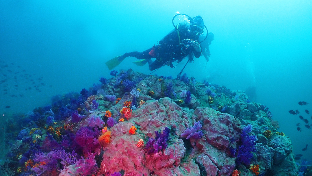 65-入展作品-刘波帆-生机勃勃-海洋生态