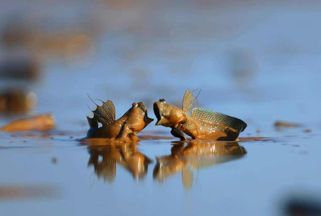 54--入展--陈杰-谁怕谁--海洋生态
