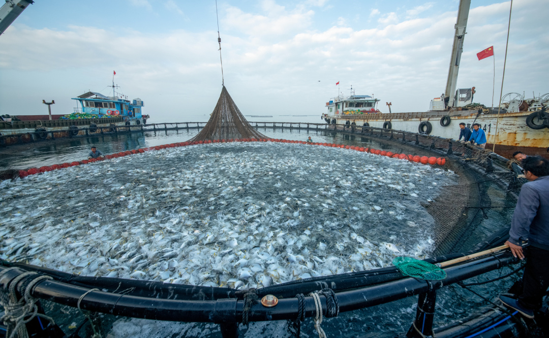 入展作品--陈月--金鲳之乡