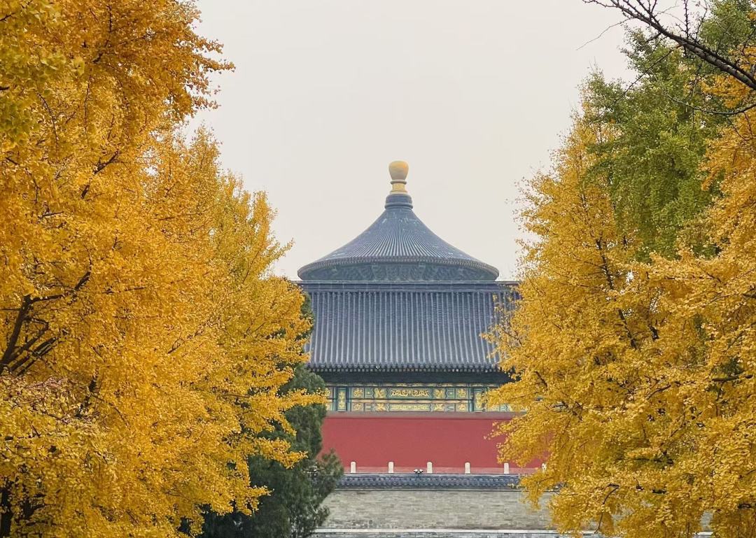 天坛公园的银杏与祈年殿