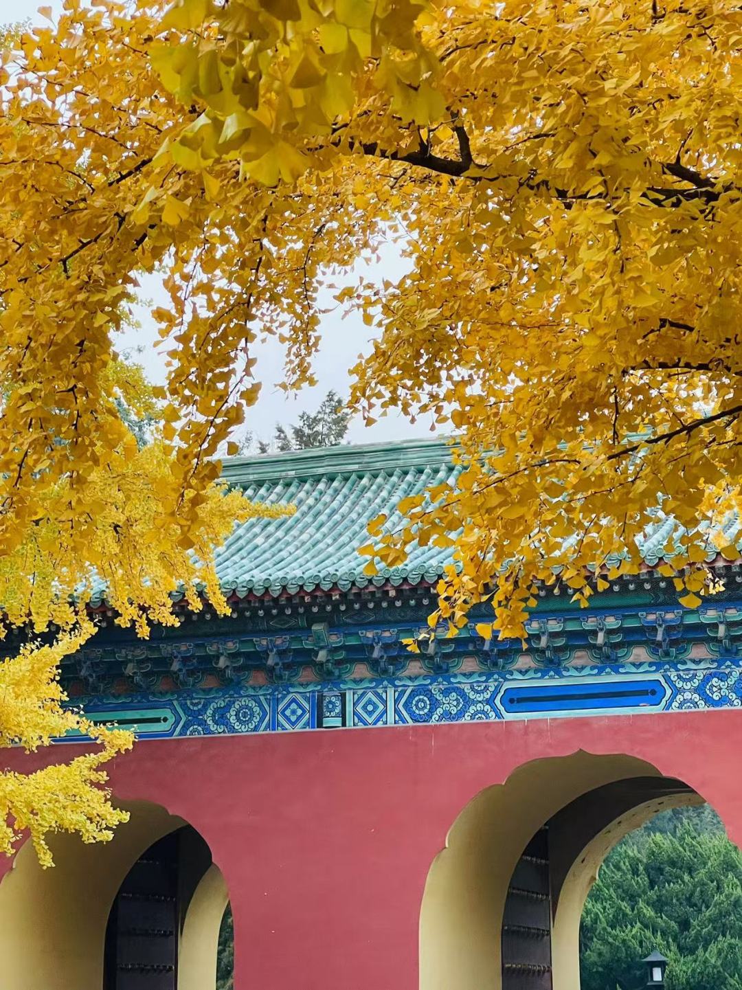 天坛公园的银杏秋景