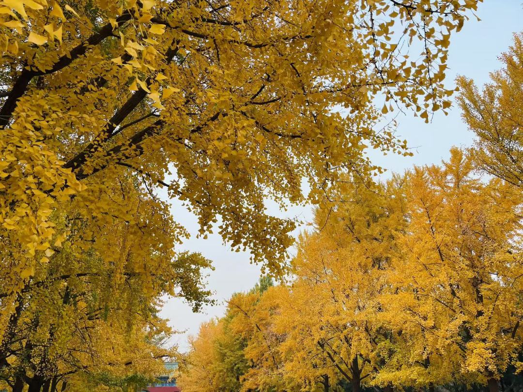 天坛公园约百米的银杏大道共栽有60余棵银杏树。