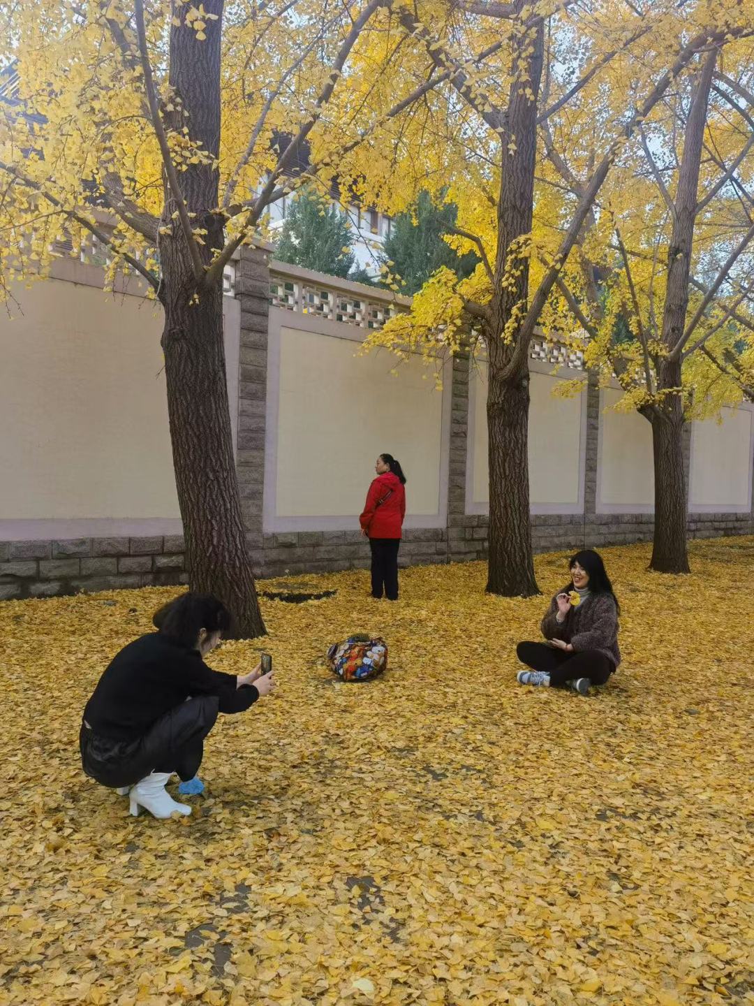 玉渊潭公园钓鱼台银杏大道是著名的打卡地