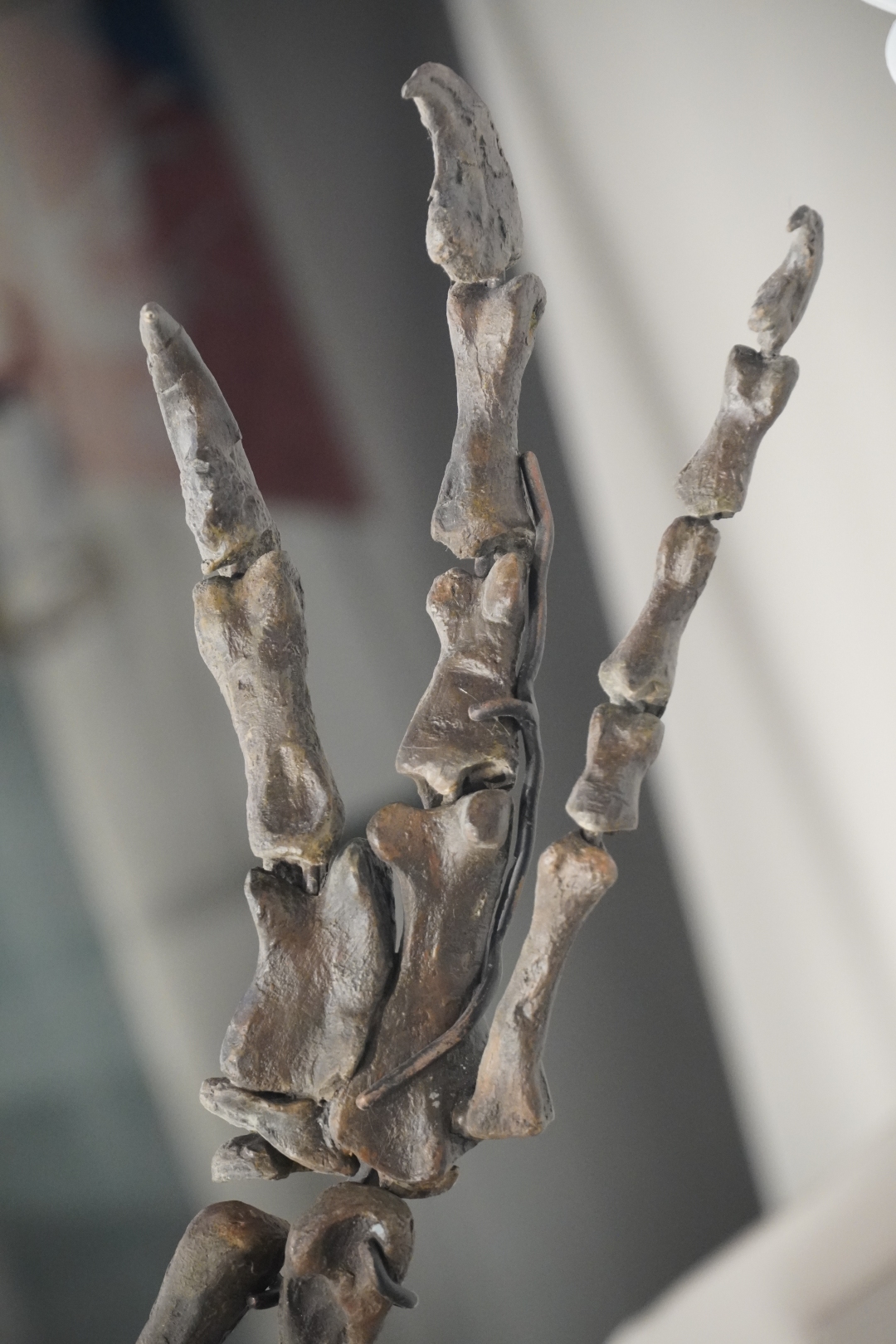 脆弱异特龙真标化石的前肢掌部