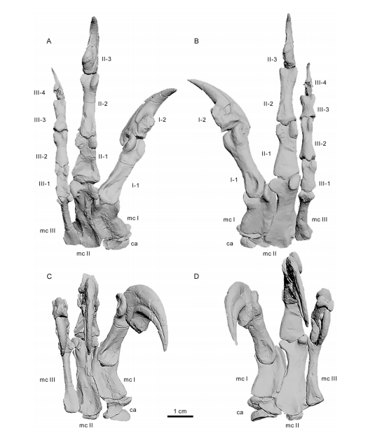 对脆弱异特龙的前肢掌部进行数字复原