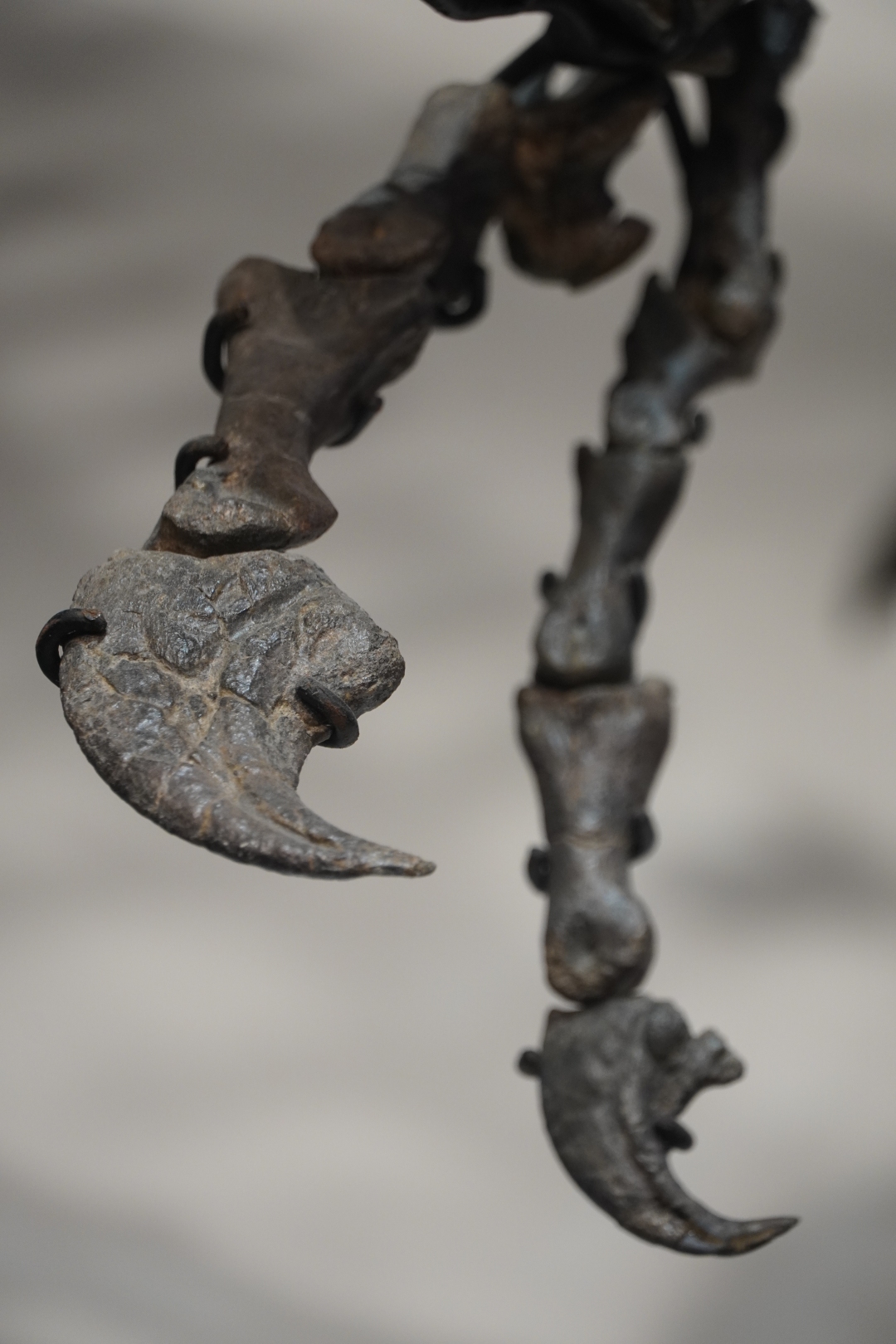 脆弱异特龙真标化石的前肢指部