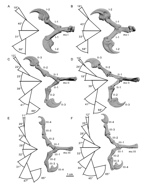 脆弱异特龙的前肢指部运动范围
