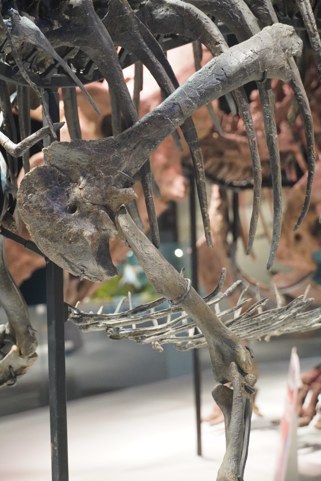 脆弱异特龙真标化石的前肢图像