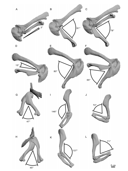 脆弱异特龙的前肢运动范围