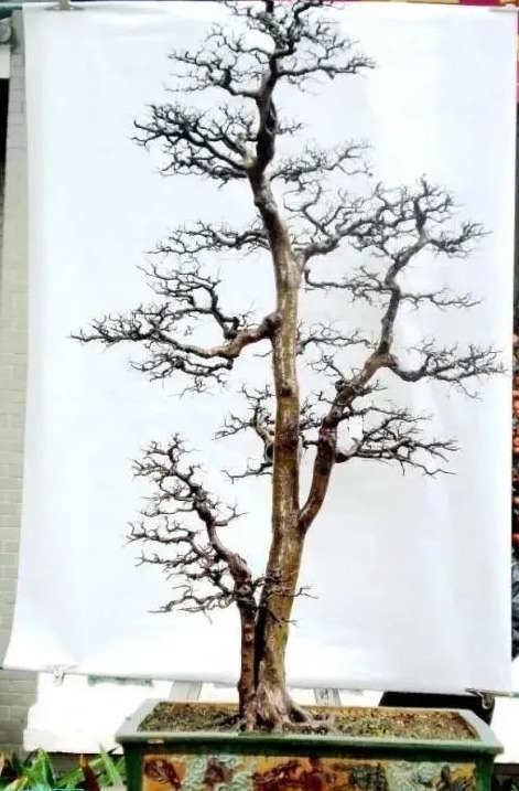 1732876988661080096.jpeg 1732876988661080096.jpeg